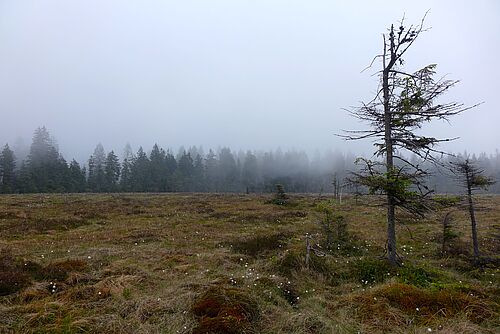 Foggy day in Odersprungmoor