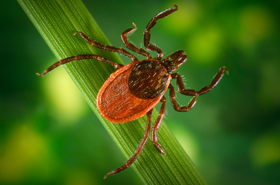 The blacklegged ticks: Borrelia burgdorferi