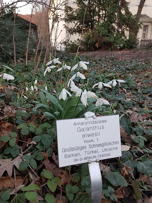 Schneeglöckchen