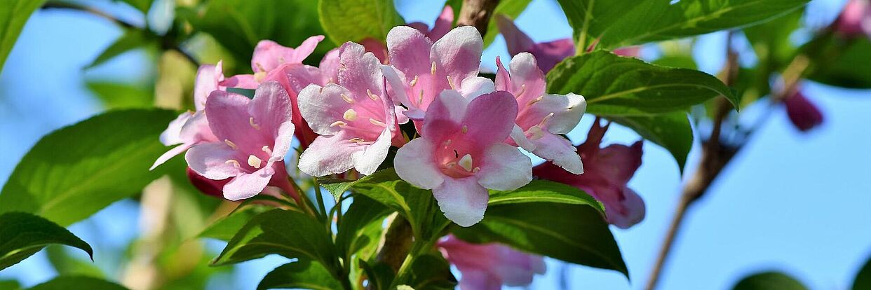 Jasminblüte 