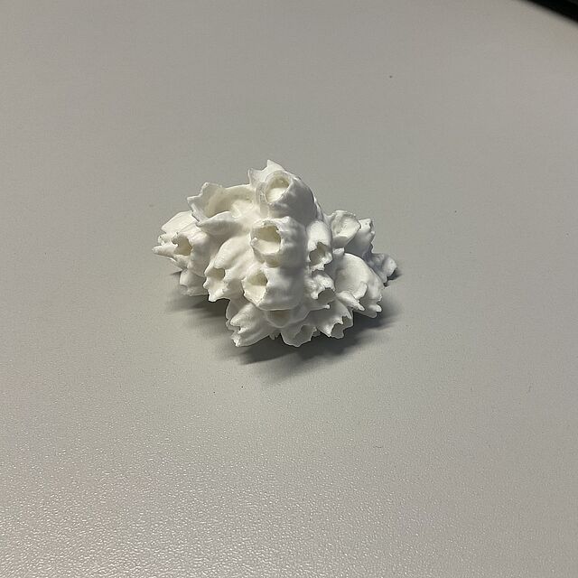 Muschel 3D-Druck