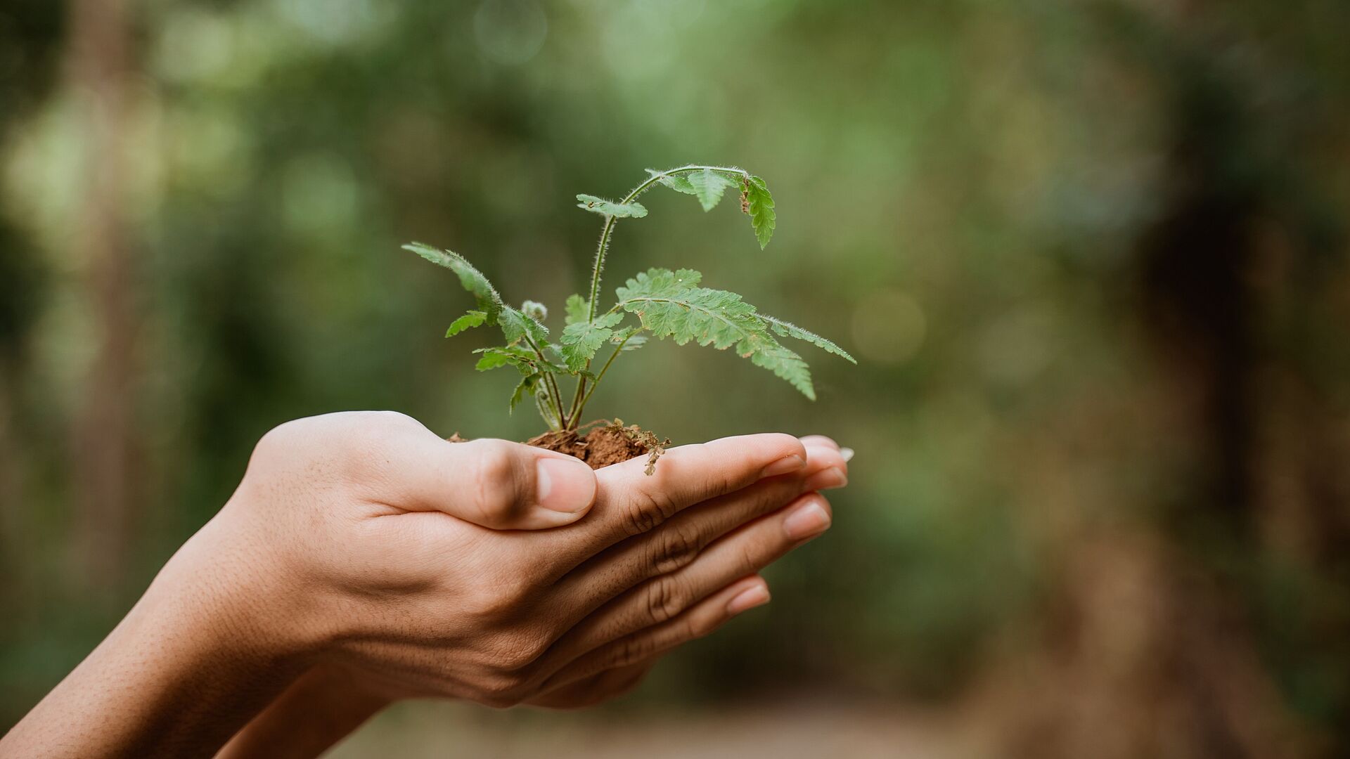 planting tree for better environment sustainability