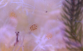 Snail eggs in a plant aquarium