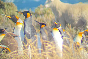 Königspinguine in Patagonien.