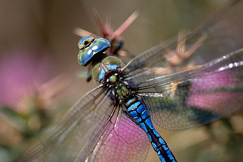 Anax imperator