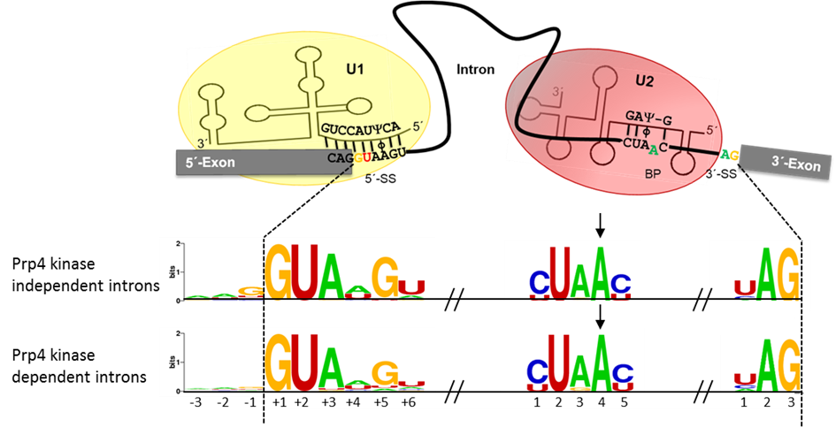 Hypothetical example of RNA-RNA interaction during intron recognition in fission yeast. Consensus sequences of the splice sites of Prp4-independent and -dependent introns are shown.