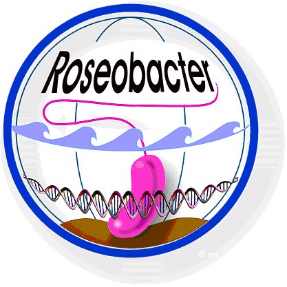 Logo TRR51 SFB Roseobacter