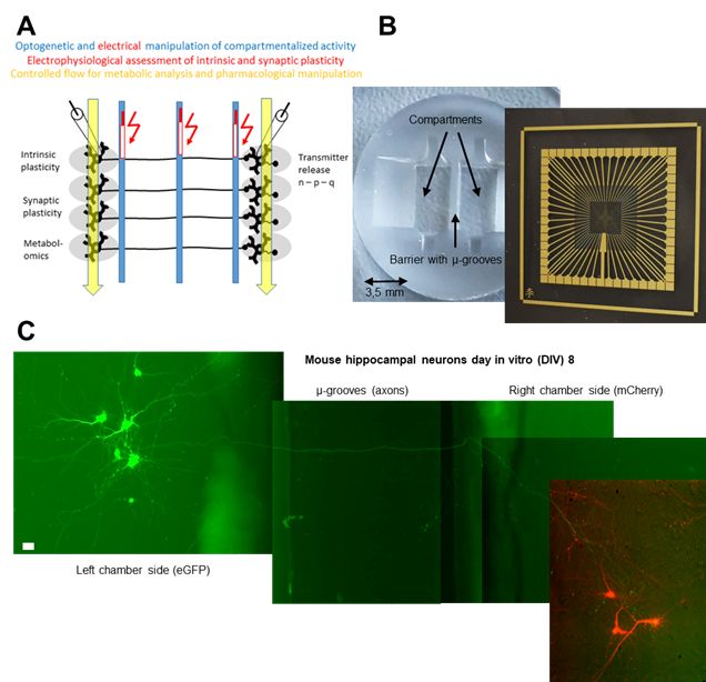 Microfluidic experiments on neuronal homeostasis