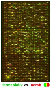 Microarray