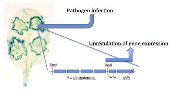 plant pathogen interaction