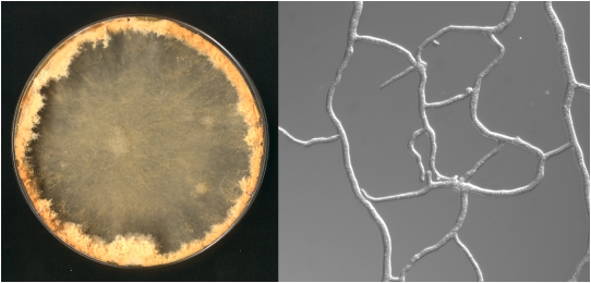 Neurospora