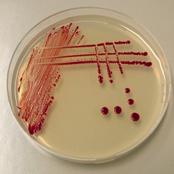 Roseobacter