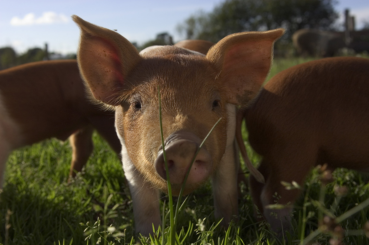 rotbuntes Husumer Schwein, Frontalaufnahme