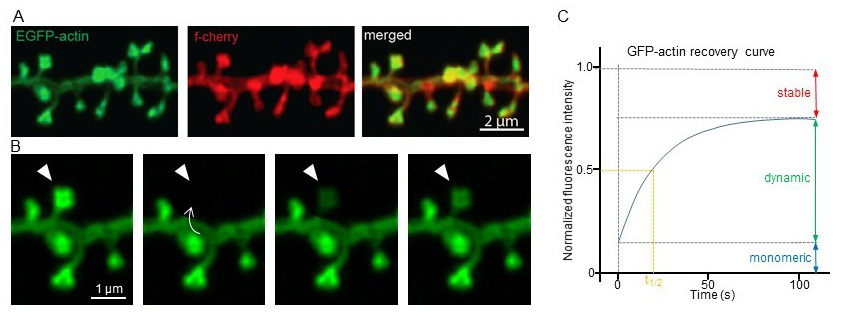 actin dynamics  in dendritic spines