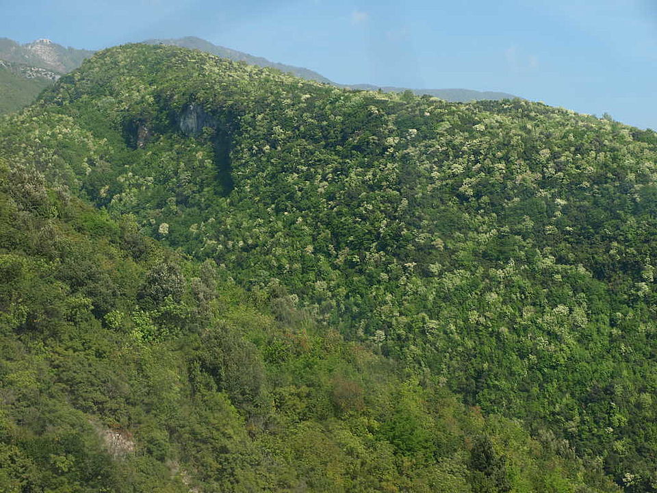 Orienthainbuchen-Flaumeichenwälder im Blühaspekt von Fraxinus ornus