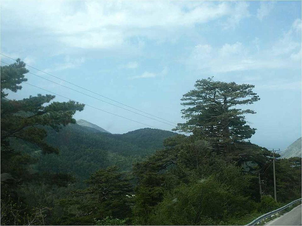 Pinus nigra-Bestände am Nordhang des Llogara-Passes ( ca. 1.000 m ü. NN)