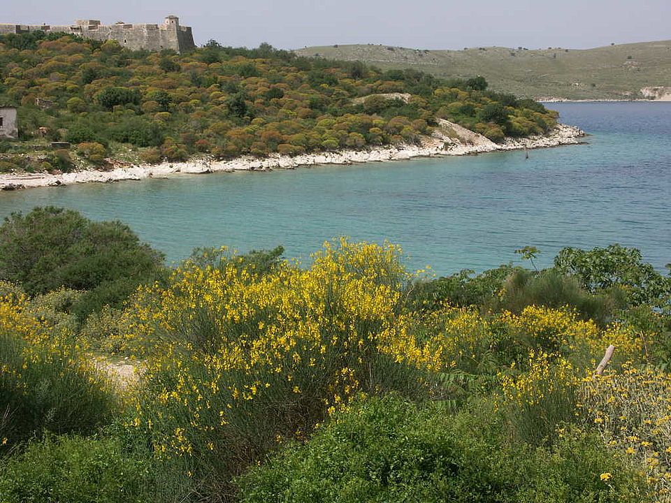 Blick auf die Festung von Gjiri i Palermos, die im 19. Jh.  errichtet wurde: Dominanz der sonst in Albanien  seltenen  Euphorbia arborea. Im Vordergrund blüht Spartium junceum
