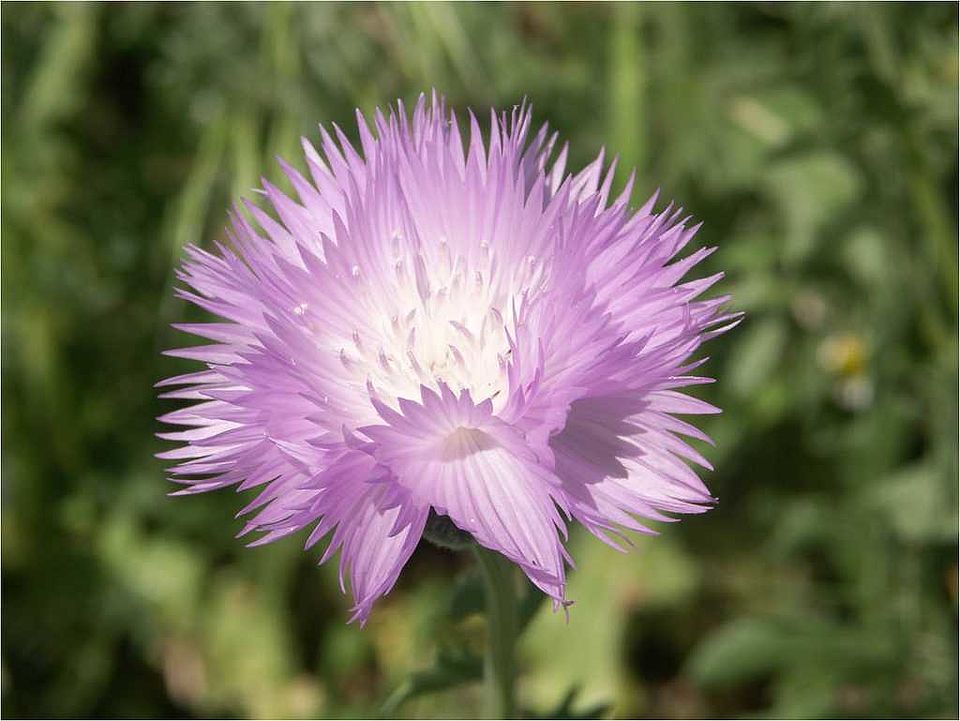Amberboa moschata (L.) DC. - duftende Bisamblume (Asteraceae): als Zierpflanze in Mitteleuropa in Sommerblumenmischungen vertreten