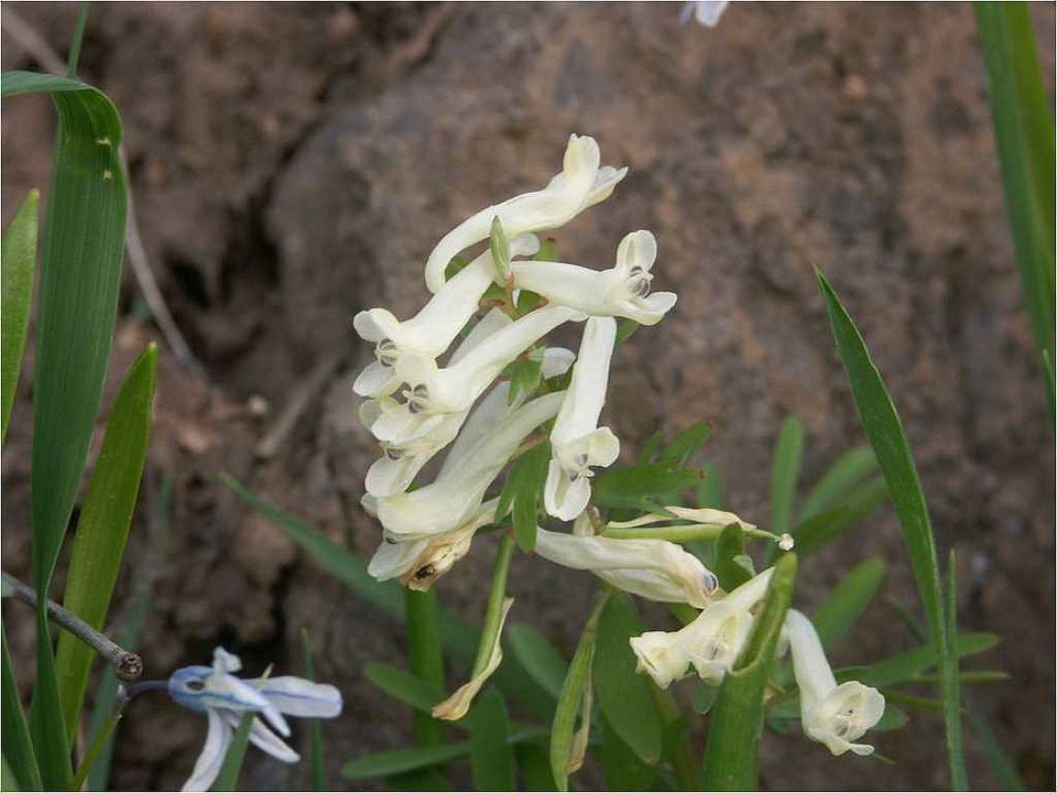 Corydalis angustifolia (M.Bieb.) DC. (Fumariaceae)
