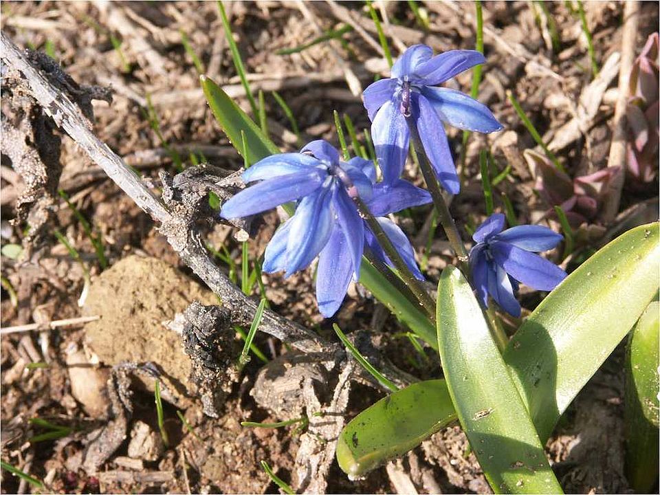 Scilla armena Grossh. (Hyacinthaceae): in einem ausapernden Schneefeld 