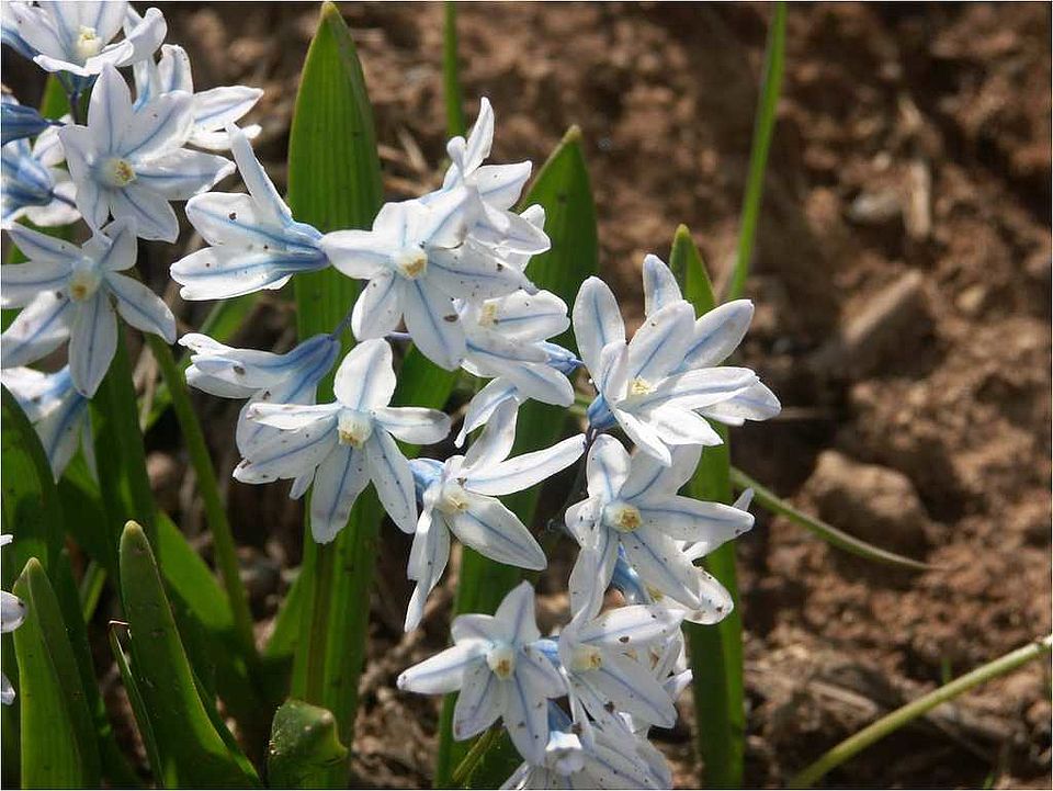 Puschkinia scilloides Adams (Hyacinthaceae): eine in Mitteleuropa häufig verwendete Zierpflanze 