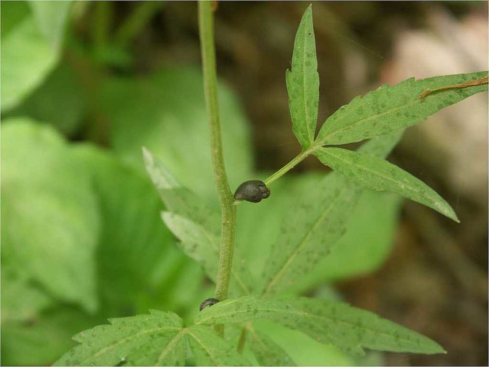 Cardamine bulbifera (L.) Crantz (Brassicaceae)