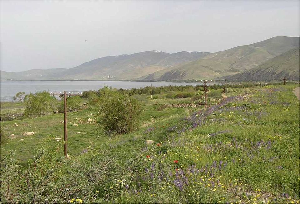 Nordöstliches Ufer des Sevan-Sees mit Nepeta racemosa