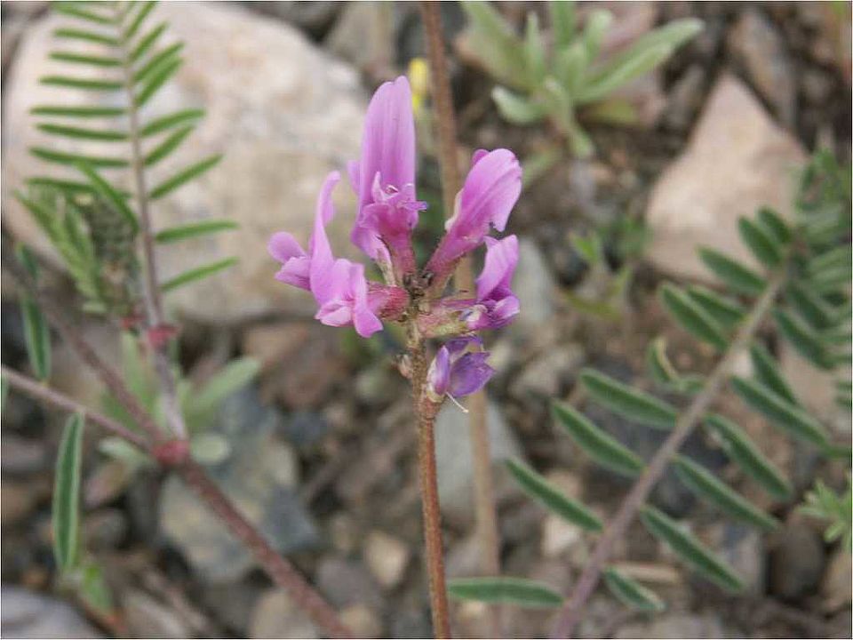Astragalus goktschiacus (Fabaceae)