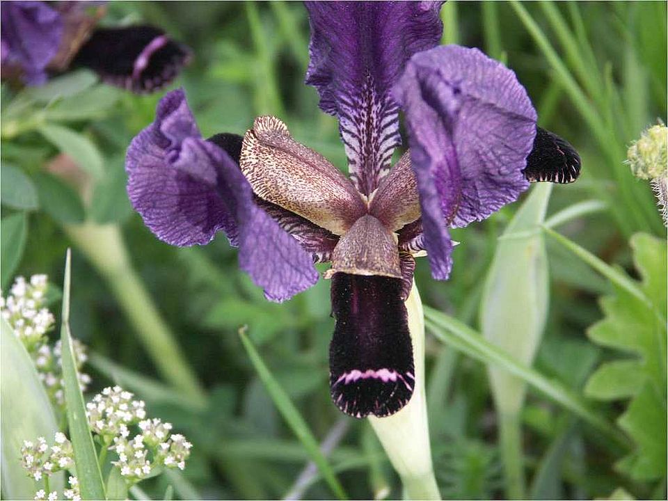 Iris paradoxa Steven (Iridaceae)