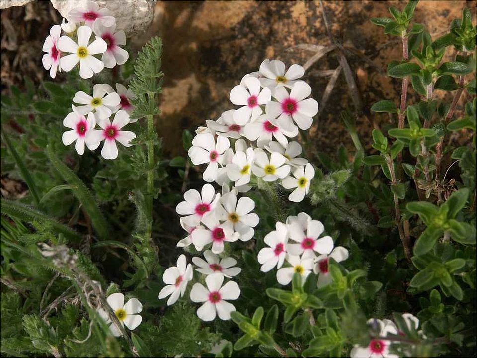 Androsace villosa L. (Primulaceae)