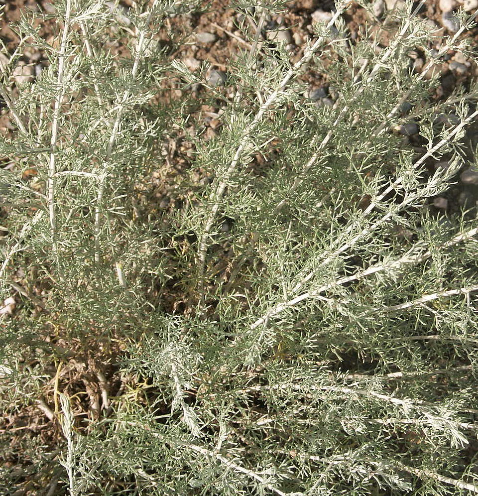 Artemisia fragans Willd. (Asteraceae)