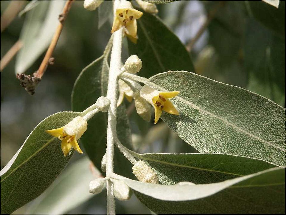 Eleagnus orientalis L. (Eleagnaceae)