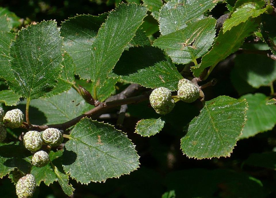 Alnus alnobetula - Grün-Erle (Betulaceae) 