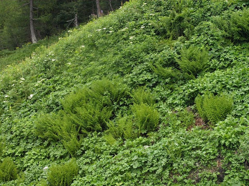 Athyrium distentifolium - Alpen-Frauenfarn (Polypodiaceae)