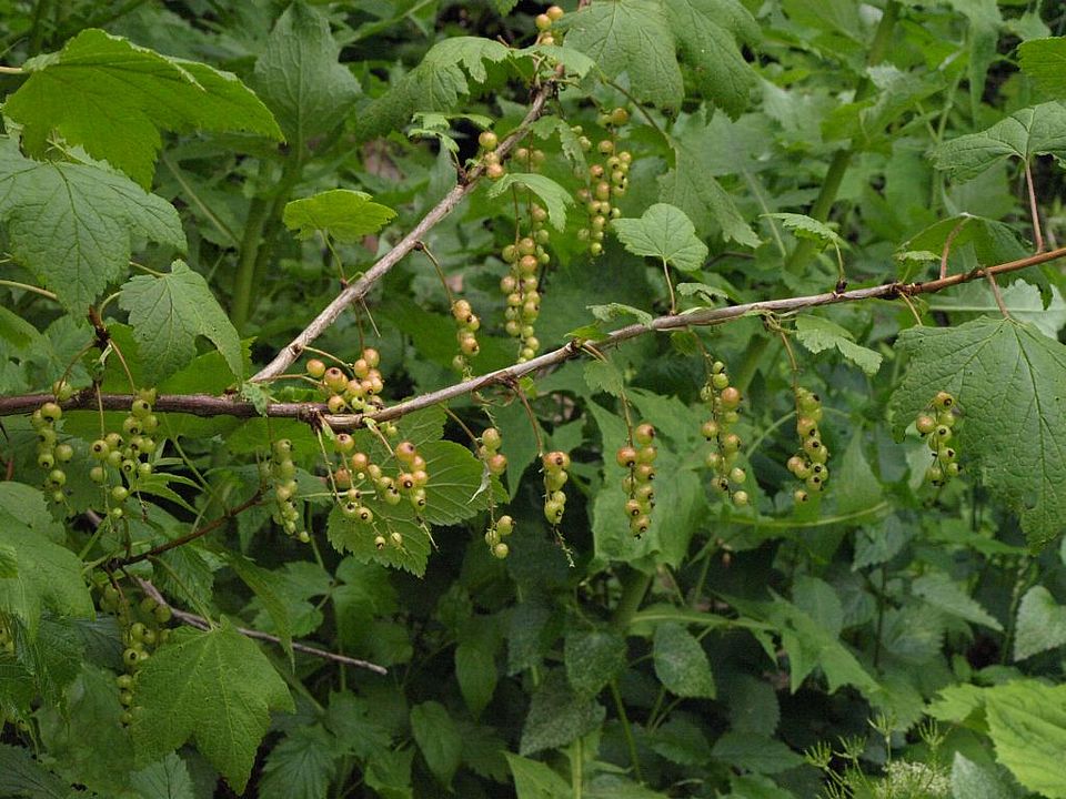 Ribes petraeum - Felsen-Johannisbeere (Grossulariaceae)