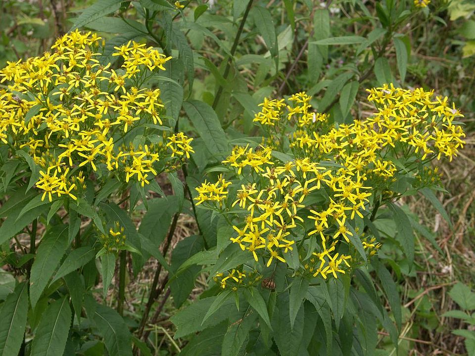 Senecio ovatus - Fuchs-Greiskraut (Asteraceae)
