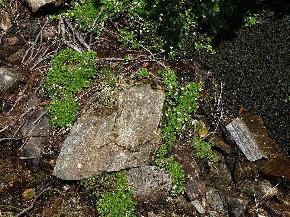 Saxifraga stellaris - Stern-Steinbrech (Saxifragaceae)