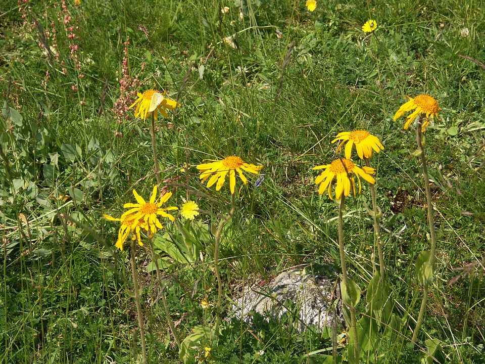 Arnica montana - Berg-Wohlverleih (Asteraceae)