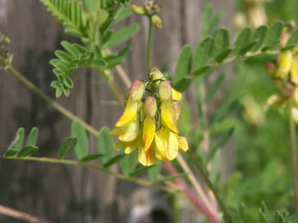 Astragalus penduliflorus - Blasen-Tragant (Fabaceae)