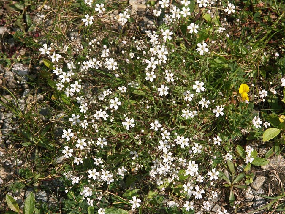 Atocion rupestre - Felsen-Leimkraut (Caryophyllaceae)