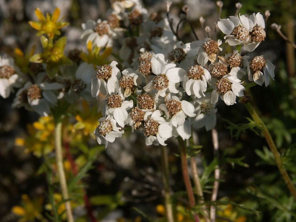 Achillea moschata - Moschus-Schafgarbe (Asteraceae)