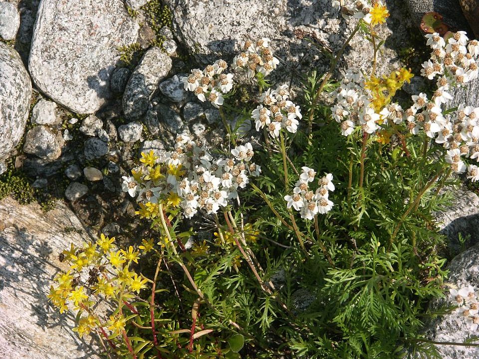 Achillea moschata - Moschus-Schafgarbe (Asteraceae)