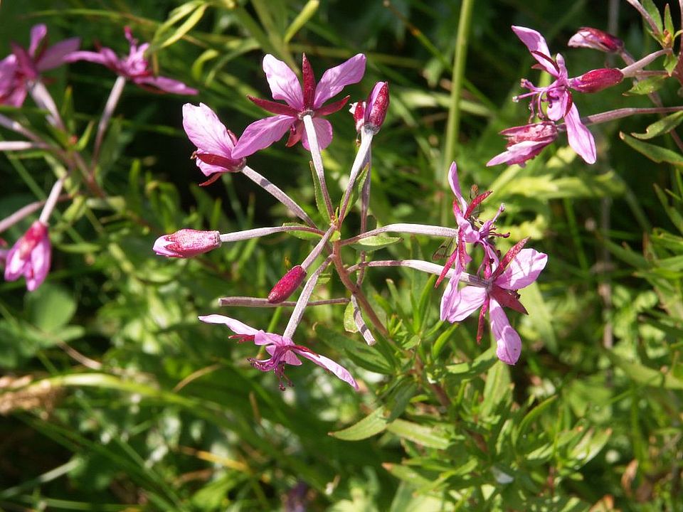 Epilobium fleischeri - Fleischers Weidenröschen (Onagraceae)