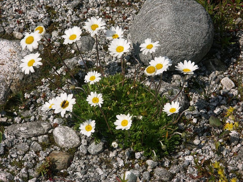 Leucanthemopsis alpina - Alpen-Wucherblume (Asteraceae)