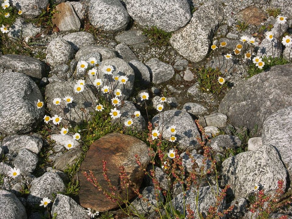 Leucanthemopsis alpina - Alpen-Wucherblume (Asteraceae