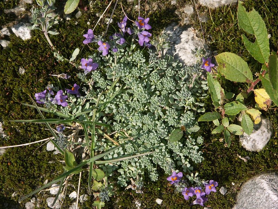 Linaria alpina - Alpen-Leinkraut (Scrophulariaceae)