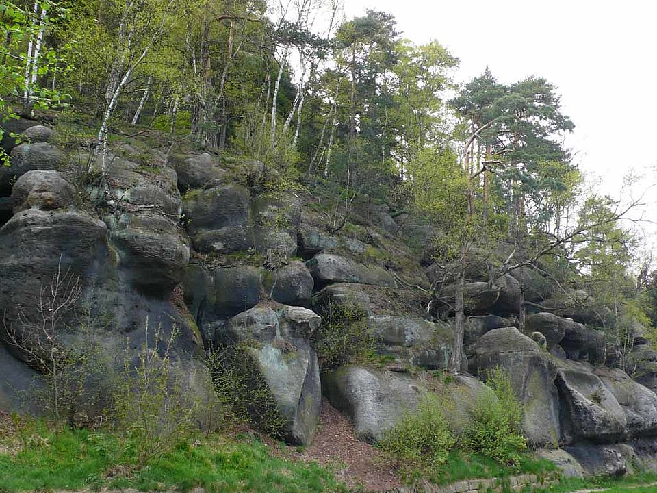 Berg Oybin (Sandstein) mit lichtem Baumbestand aus Pinus sylvestris (Wald-Kiefer) und Betula pendula (Hänge-Birke)