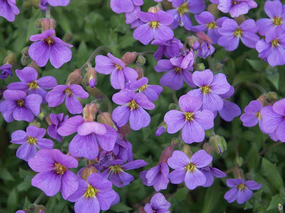 Aubretia-Hybriden – Blaukissen (Brassicaceae)