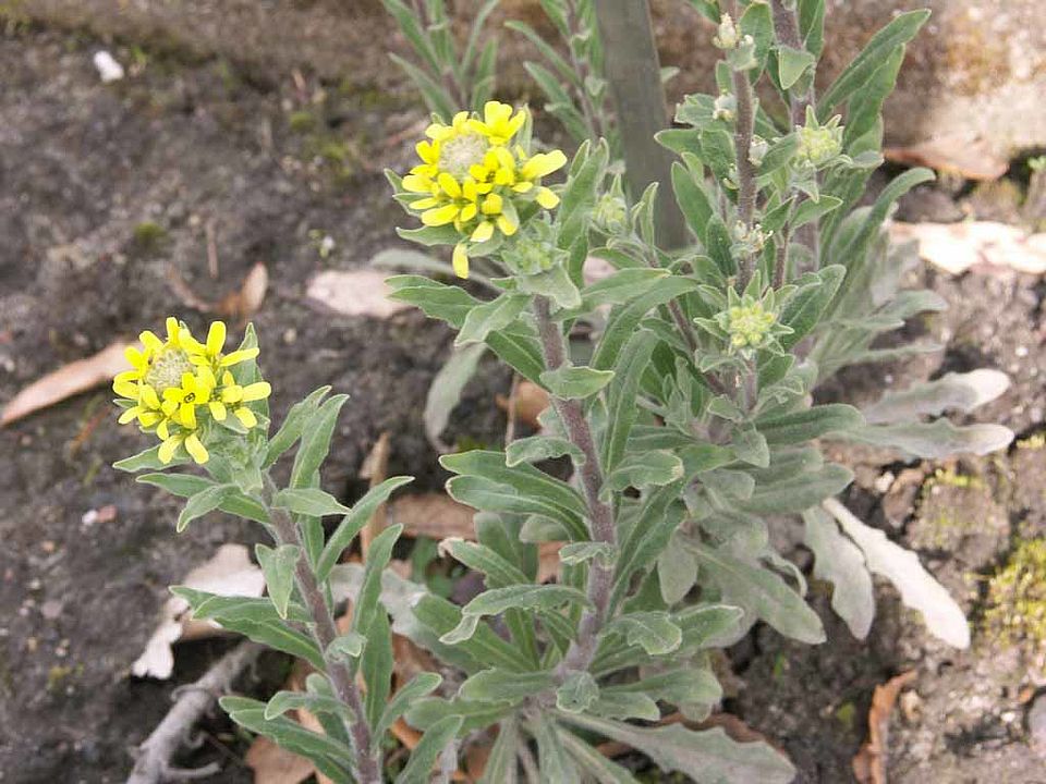 Fibigia clypeolata – Echte Schildkresse (Brassicaceae)