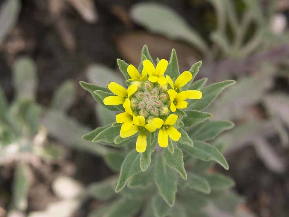 Fibigia clypeolata – Echte Schildkresse (Brassicaceae)